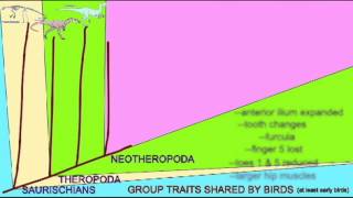 BIRD EVOLUTION CLADOGRAM AVETHEROPODA [upl. by Hills]