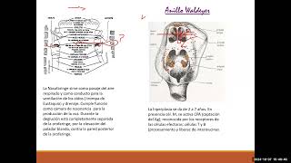 TEO 40PEDIATRIAINFECCIONES RESPIRATORIAS FARINGOAMIGDALITIS ADENOIDITIS Y OTITIS MEDIA [upl. by Cathie]