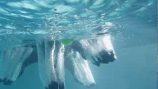 Secret Life of Dogs A Portuguese Water dog jumps into the water captured in slow motion [upl. by Airet285]