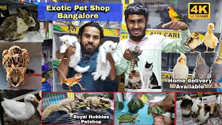 Royal Hobbies Petshop Exotic Pets Cats Dogs  Tegu Rabbits Guinea PigHamsters amp Exotic Birds [upl. by Croydon]