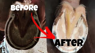 😮Can I remove the horseshoe and clean the nails👍ItsekramShaif horse animals video subscribe [upl. by Ahsimed]