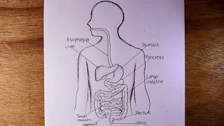 human digestive system diagram pencildrawing [upl. by Ahsekram952]