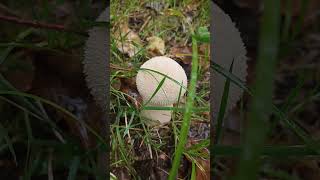 Purchawka fiolowata Lycoperdon excipuliforme [upl. by Ciro]