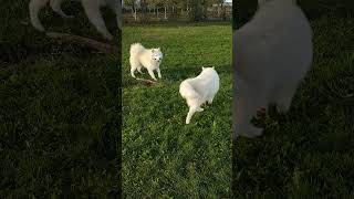 Samoyed twins playing session dogshorts [upl. by Trudie603]