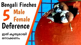 Bengali Finches Male Female Difference  Society Finch Bird Malayalam  MY PET PLANT [upl. by Elyod]