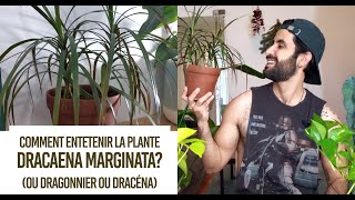 Comment entretenir la plante Dracaena marginata ou Dragonnier ou Dracéna Entretien et conseils [upl. by Narton]