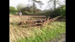 Suir Vale Harriers Hunt Drom Jan 2014 [upl. by Oeram848]