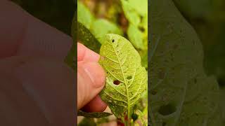 SOCORRO Pragas nas minhas pimenteiras  Habitat Brasileiro horta plantas pimentas [upl. by Eiramnaej]