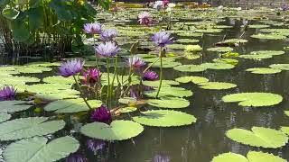 Water Lilies at Atlanta Botanical Garden nature flowers waterlily atlantabotanicalgarden [upl. by Notlok]