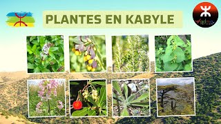 Plantes Kabyles Tamazight Kabylie Algeria  African Plant Names With Pictures [upl. by Enniotna177]