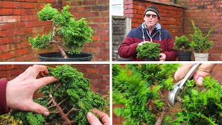 Developing Hinoki Cypress Bonsai from nursery stock [upl. by Ecinnaj314]