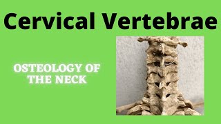 Cervical Vertebrae [upl. by Shulock944]