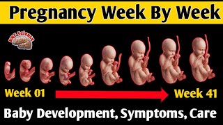 From Week 1 to 41🤰 Pregnancy Week By Week🌟  👶Baby Development Fetal Development Week By Week [upl. by Kazmirci]