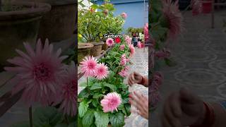 Gerbera Maximum Flowering Tips shorts shortsfeed garden [upl. by Verene]