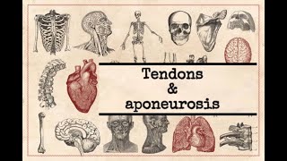 General anatomy  10 Tendon amp Aponeurosis [upl. by Agni]