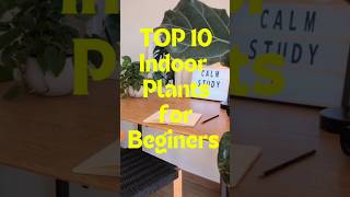 TOP 10 Best Indoor Plants For Beginners indoorplants shorts dreamfulworld3537 [upl. by Ydnerb]