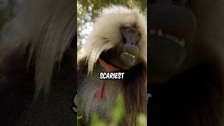 Gelada Baboon  The Scariest Herbivore On Earth [upl. by Latvina]