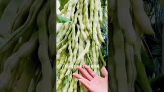 suntoday long bean cowpea seedsseedsbeanseedsbeansuntodaysuntodayseedsgardenfarmingfarm [upl. by Anaila]