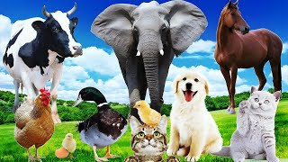 Amazing Wild Animal Sounds Horse Cow Duck Dog Hen Cat Elephant Animal Moments [upl. by Niac]