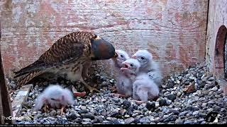 Vole Fed To Kestrel Nestlings Smallest Chick Tumbles And Is Returned By Female – June 22 2018 [upl. by Skurnik]