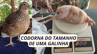 As codornas gigantes a nova tendência na criação de aves no Brasil [upl. by Calvina80]