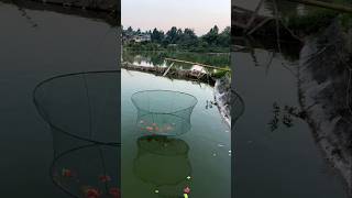 Amazing Fishing Idea shorts ytshorts viralshorts [upl. by Calondra258]