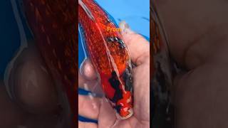 Stunning Gin Rin Goshiki From Kawakami Koi Farm shorts koi fish wow quality aquariumfish [upl. by Brooks]