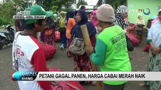 Petani Gagal Panen Harga Cabai Merah Naik [upl. by Salangia]