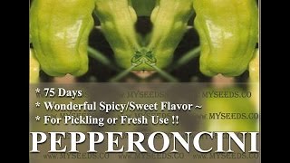 PEPPERONCINI STAVROS  Greek heirloom Pepper seeds Seeds by wwwMySeedsCo [upl. by Gimble]