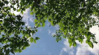 18 Minutes of Wind Blowing through Trees [upl. by Sabu]