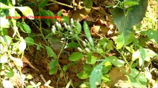 Medicinal plant  Vernonia Cinerea  Little Ironweed  Ash Coloured Fleabane [upl. by Assisi477]