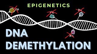 DNA demethylation  Introduction  Epigenetics  GATECSIRNET [upl. by Ailasor]