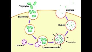 معلومة مهمة Les lysosomes fonction hétérophagie [upl. by Roddy]