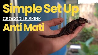 Simple Set Up Crocodile Skink Jangan M4ti Mulu [upl. by Kent]