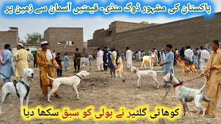 Famous kpk Kohat Dogs 🐕 Market Latest Updates  Pk Animals [upl. by Ileana602]