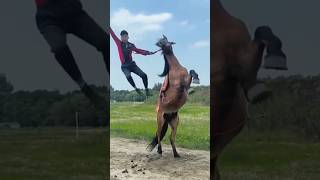 Horse riding skills horses horseriding horserider horseridingskills horseriding [upl. by Derte]