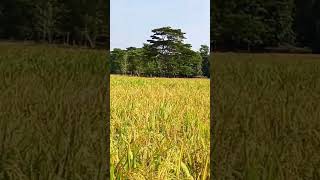 Aghunor potharotassamesevideo shorts assam [upl. by Williamsen895]