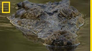 Un crocodile dévore un porcin de 90kg [upl. by Henrieta461]