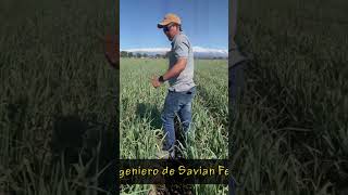 SAVIAN FERTILIZANTES DIALOGO CON EL INGENIERO ANDRES GONZALEZ [upl. by Odlanyar]