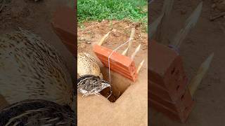 Create DIY Amazing Trap  Quail Trap shorts [upl. by Aniretake]