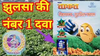 आलू झुलसा की दवा  tata taqat  taqat  झुलसा ताकत  captan70hexaconazole 5wp  taqat fungicide [upl. by Ainoet]