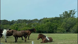 Adventures of a free boat Part 5 Assateague Island [upl. by Noinatrad]