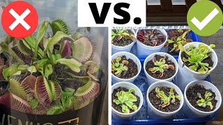 The Complete Venus Flytrap Indoor Care Guide 🌱 [upl. by Octavus]