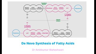 Fatty Acid Synthesis  De Novo Synthesis of Fatty Acids  Biochemistry [upl. by Cusack188]