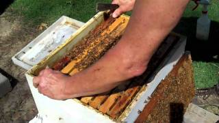 Honeybee Colony ReQueening Part 3 DurhamsBee Farmcom [upl. by Malilliw942]