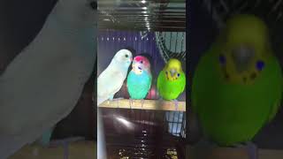 Lovebird breeding pair budgiesounds bgmparrot viralvideo video short [upl. by Minni]