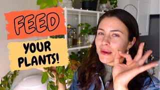 How To Fertilize Indoor Plants for Beginners  Easy way to FERTILIZE Indoor Plants [upl. by Weeks]