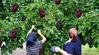 Picking Black Mulberries and Making Natural Juice for Winter [upl. by Ahsinar213]