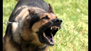 Download Large Dog Growling Sounds Effects MP3 [upl. by Ydde335]