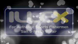 Illex gantia pooldemo best fishing underwater [upl. by Enneyehc]